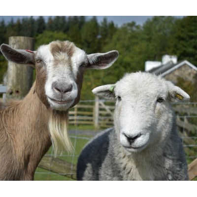 Schafe & Ziegen