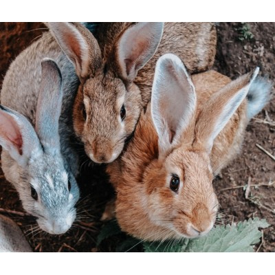 Petits animaux